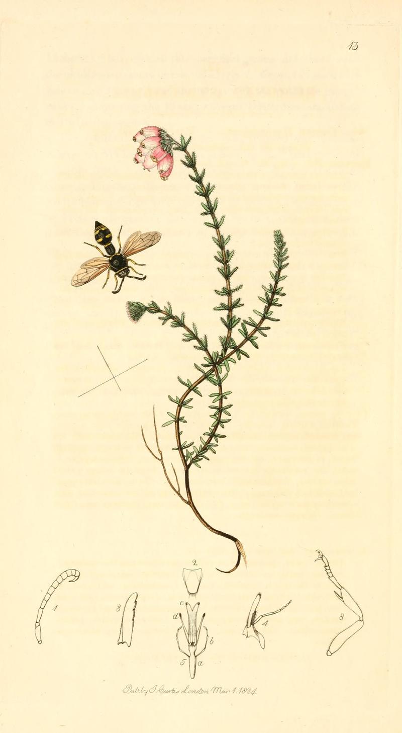 British entomology (9934062014)