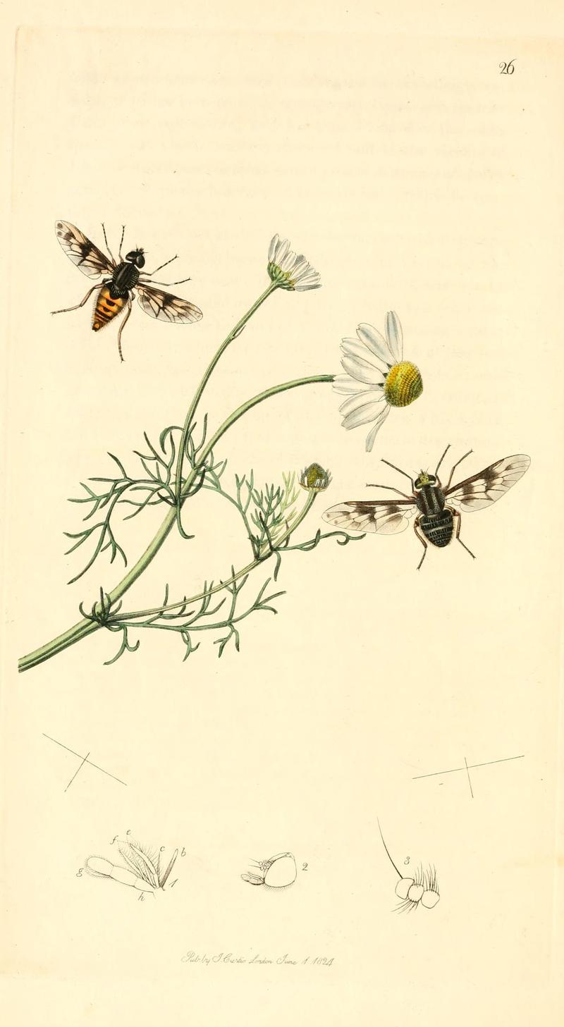 British entomology (9934074215)