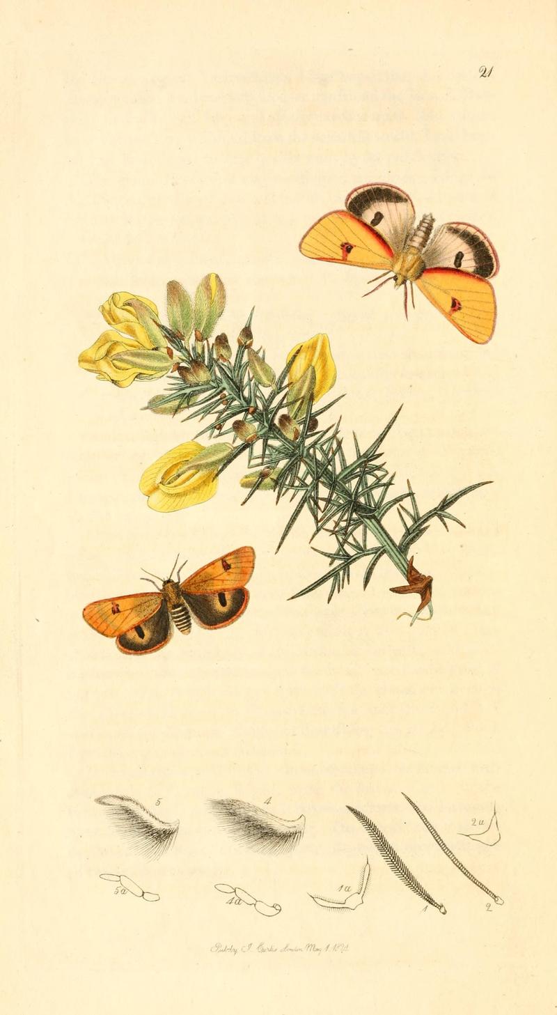 British entomology (9934093324)