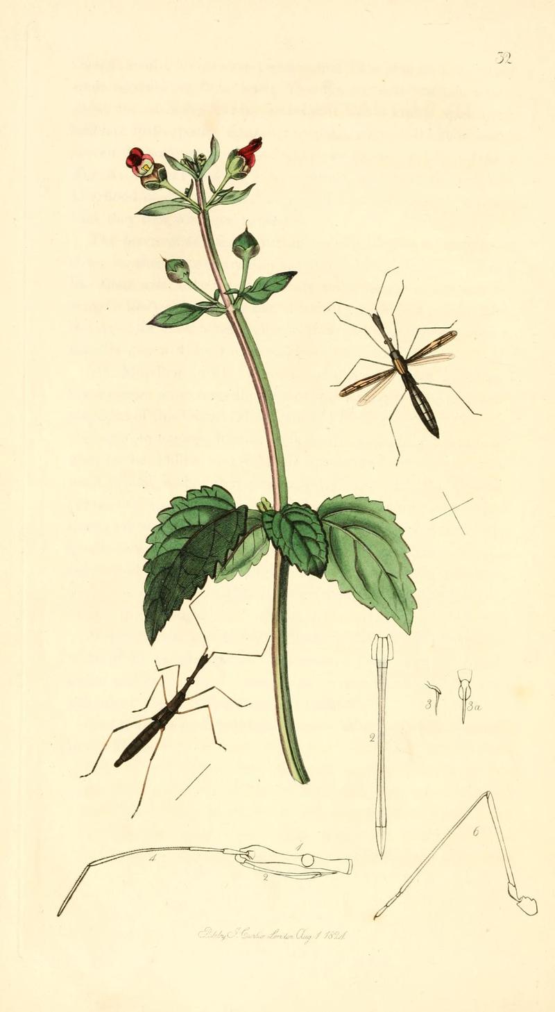 British entomology (9934098505)