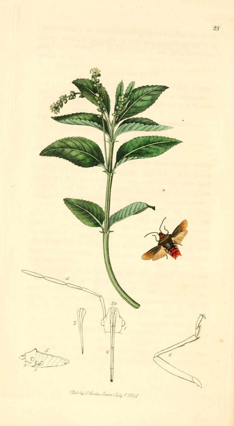 British entomology (9934100216)