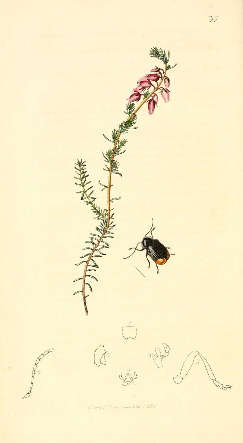 British entomology (9934127116)