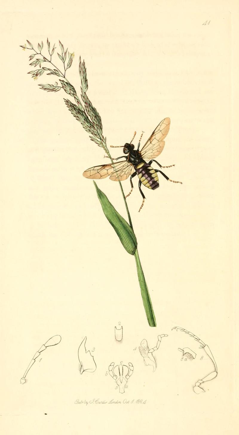 British entomology (9934129985)