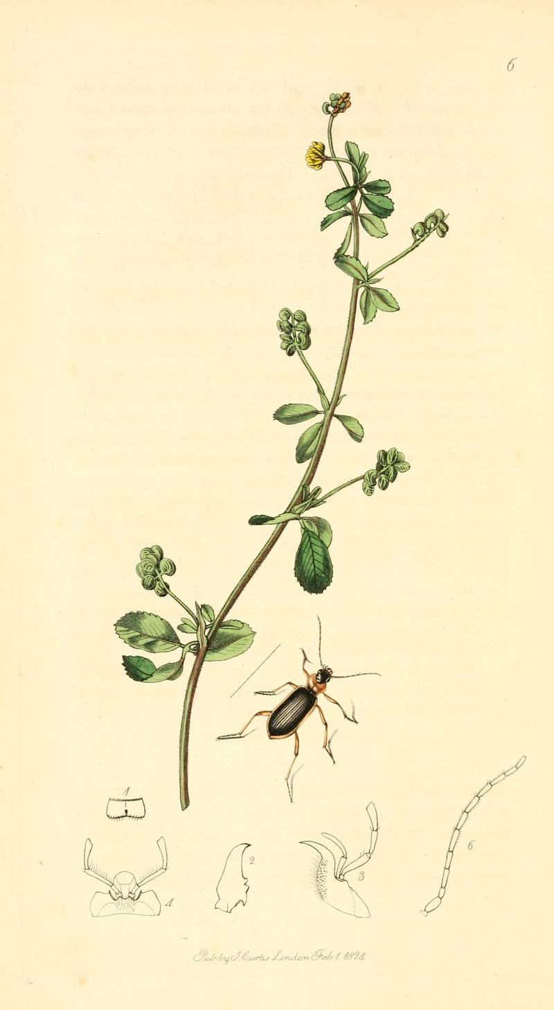 British entomology (9934137523)