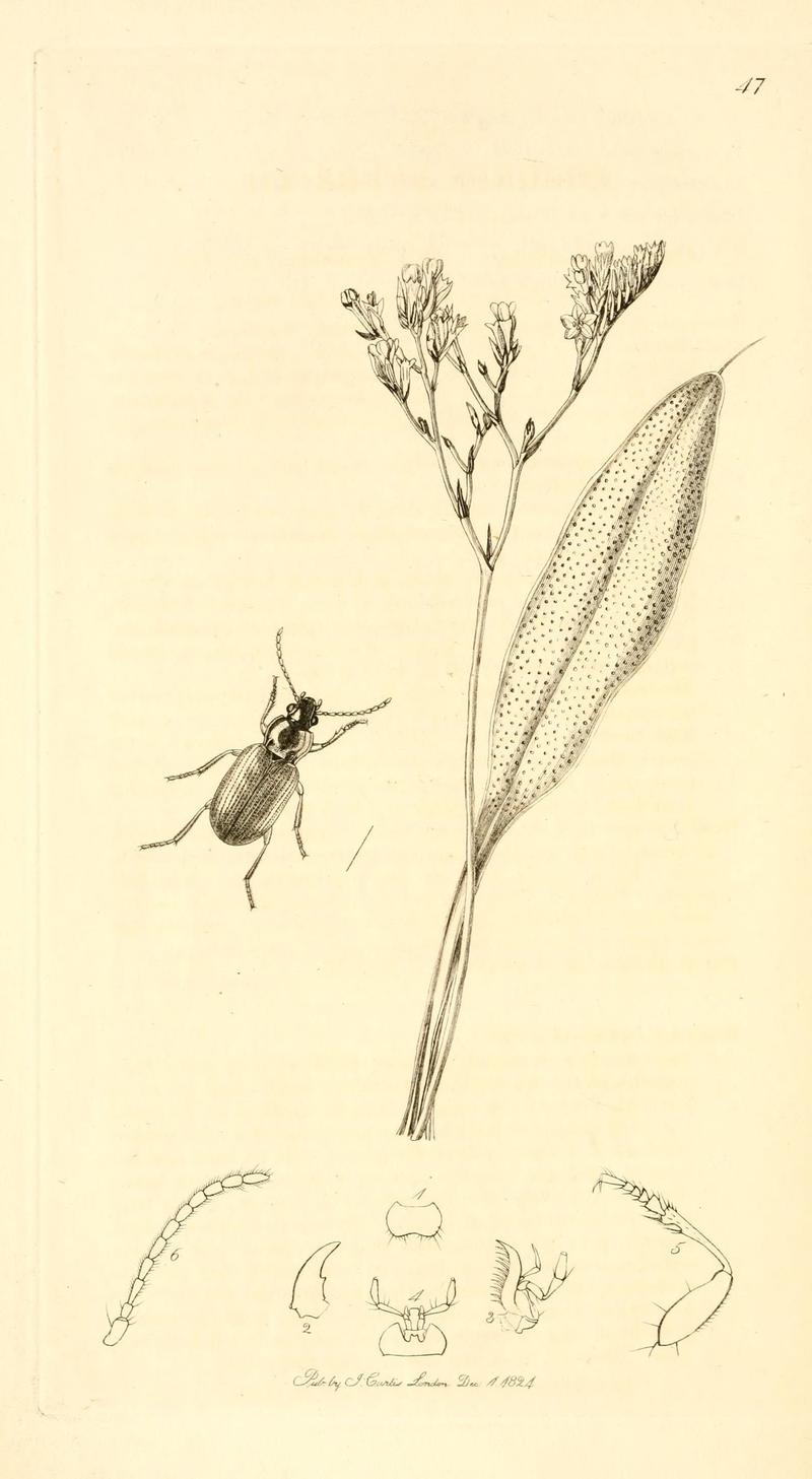 British entomology (9934147285)