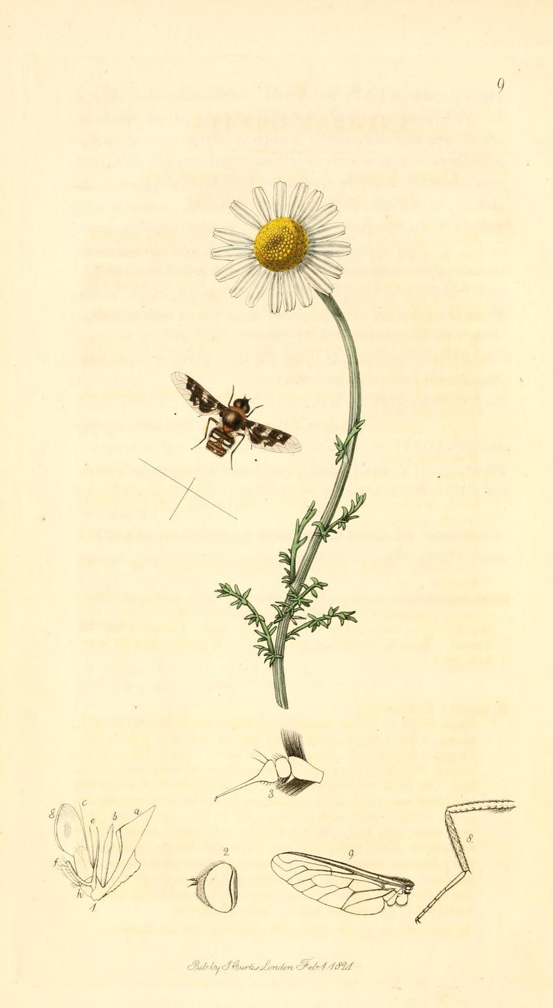 British entomology (9934148223)