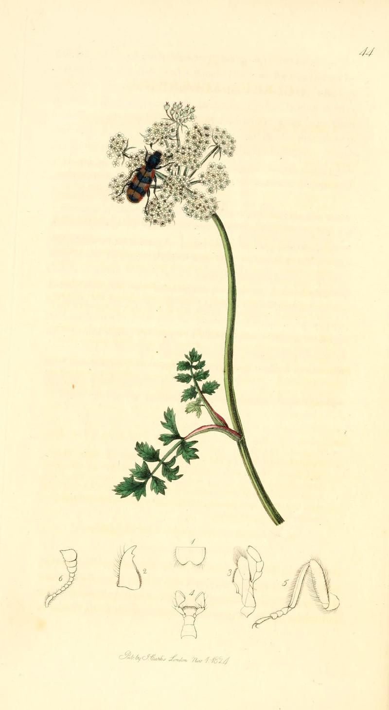 British entomology (9934156406)