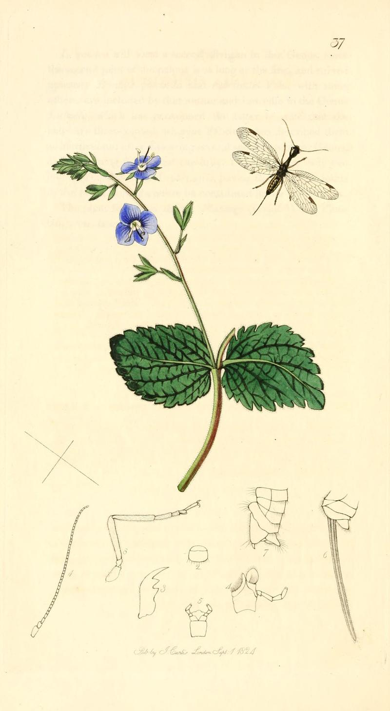 British entomology (9934157314)