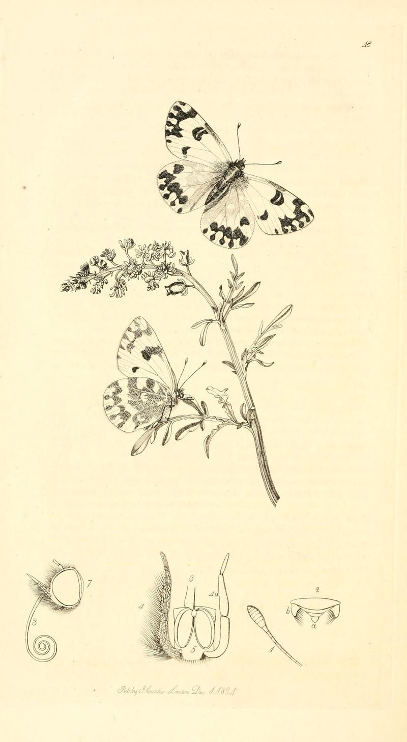 British entomology (9934162095)