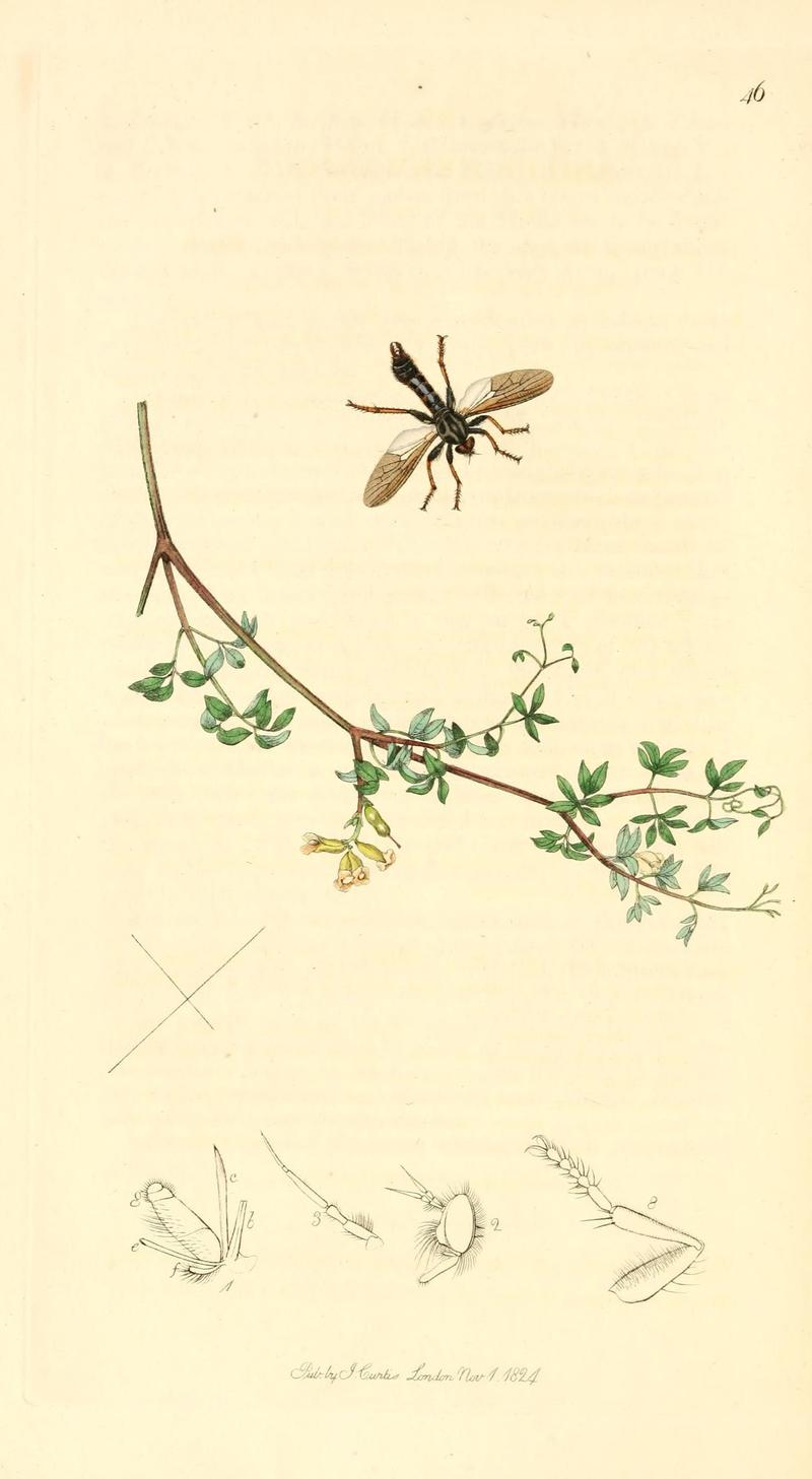 British entomology (9934163816)