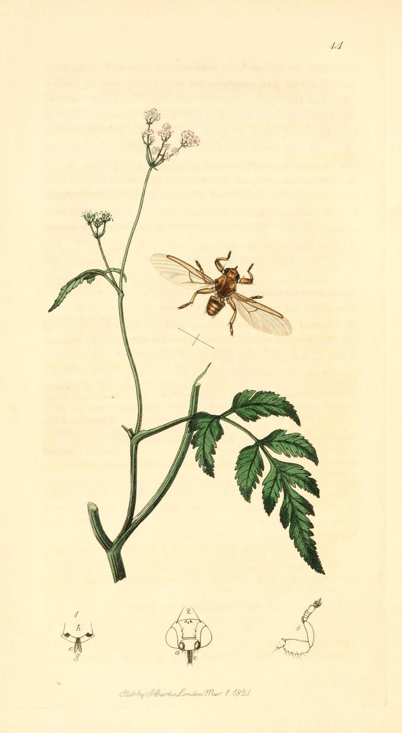 British entomology (9934167843)