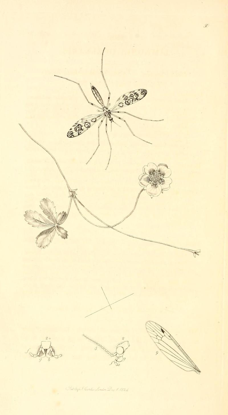 British entomology (9934169335)