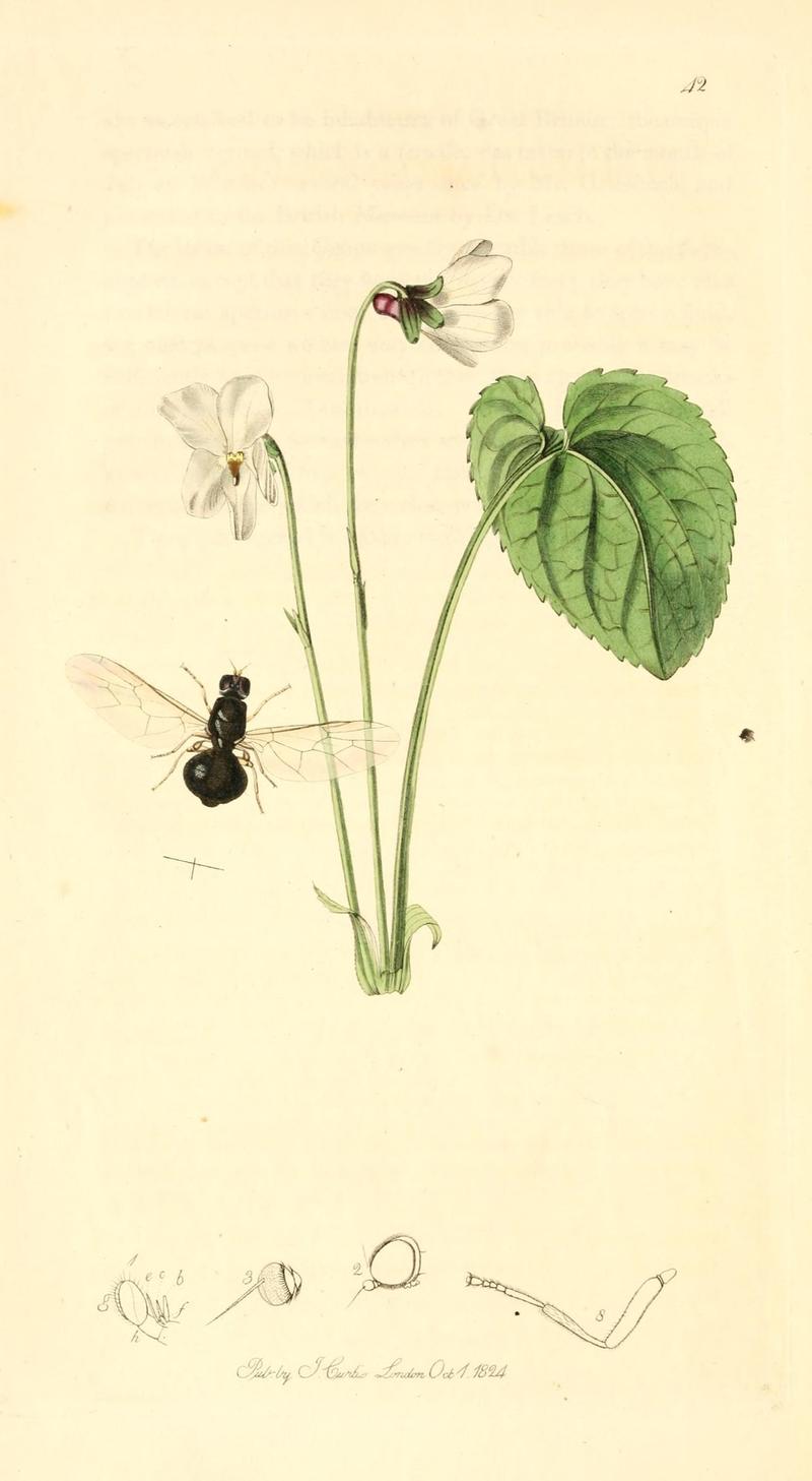 British entomology (9934175514)