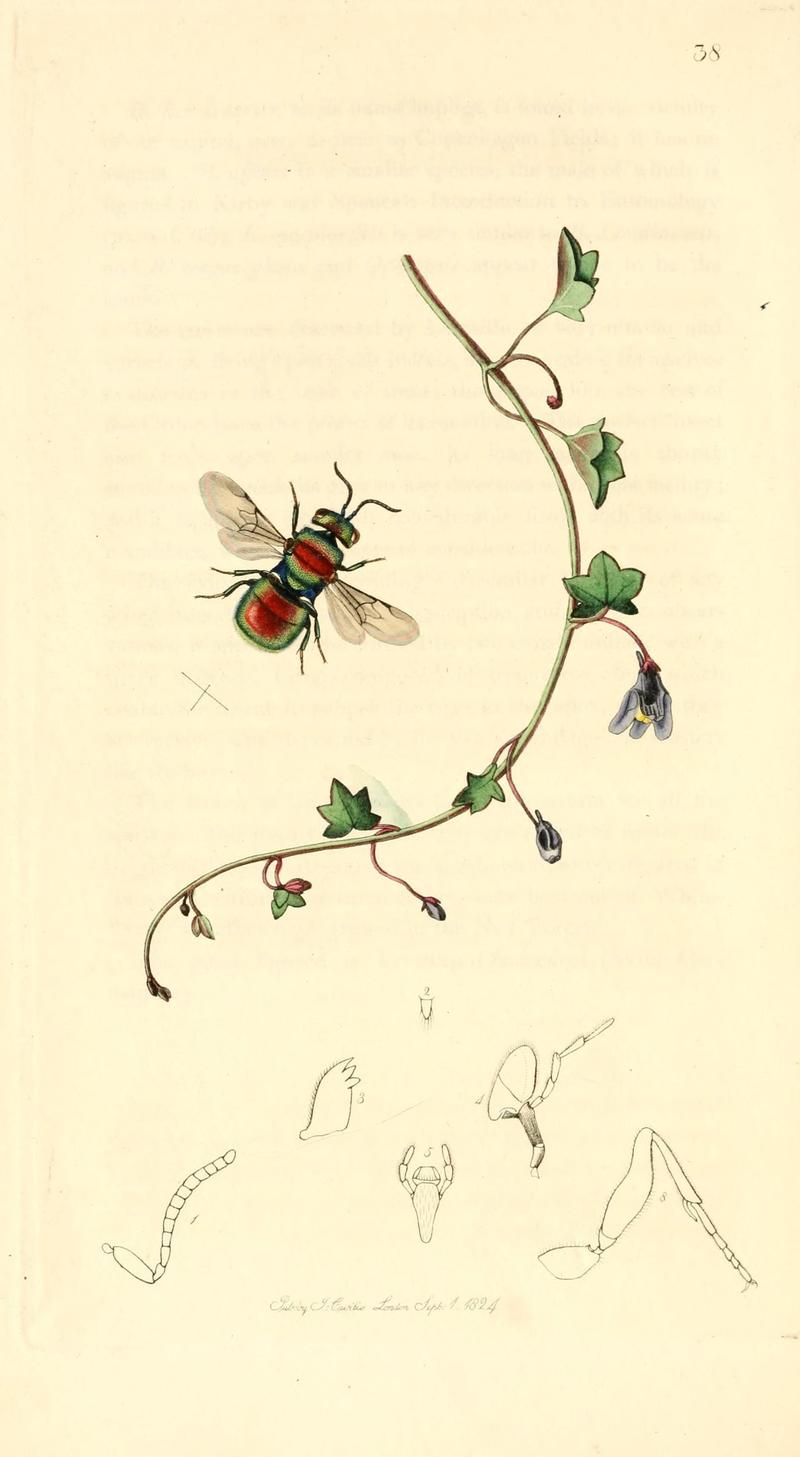 British entomology (9934260293)