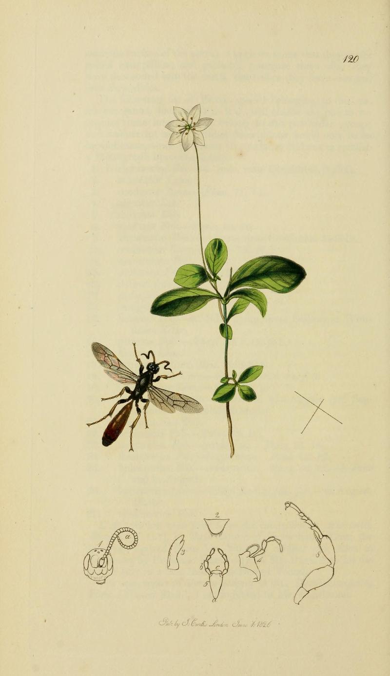 British entomology (Plate, "120") (8044242737)