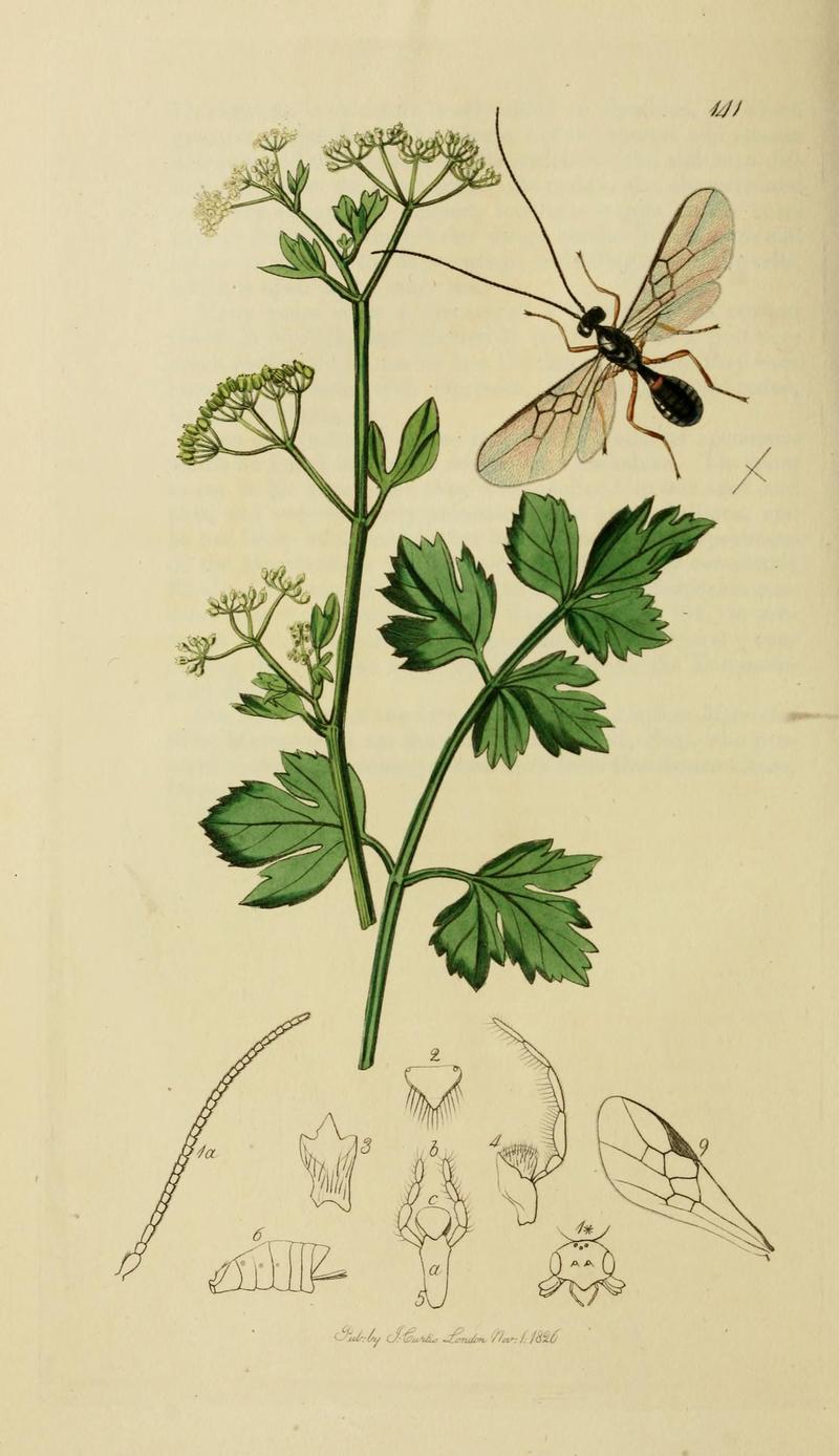 British entomology (Plate, "141") (8044269396)