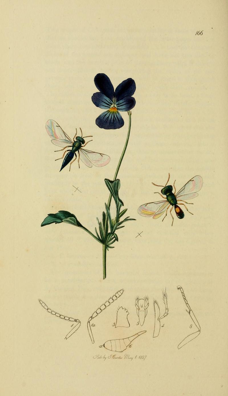 British entomology (Plate, "166") (8044272785)