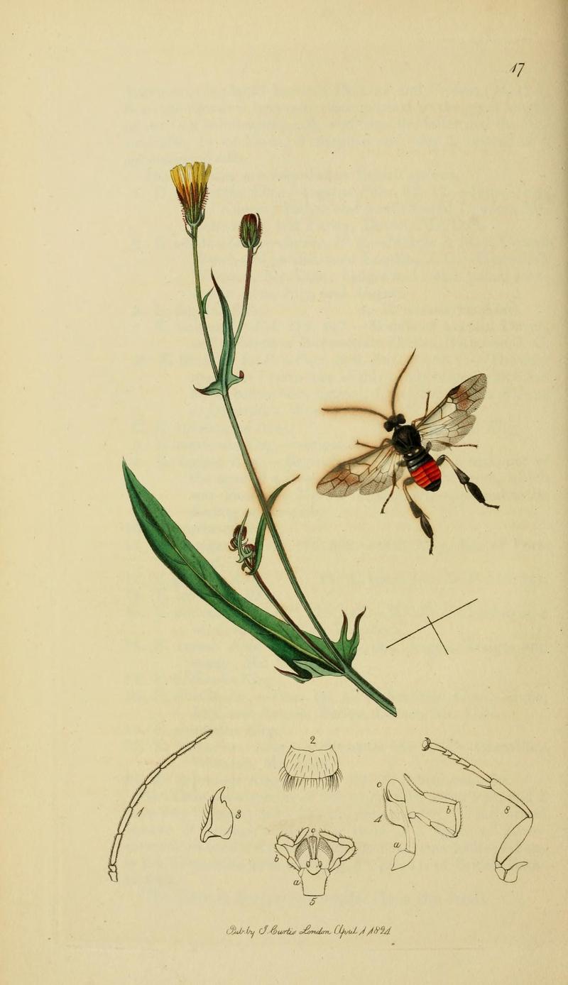 British entomology (Plate, "17") (8044232301)