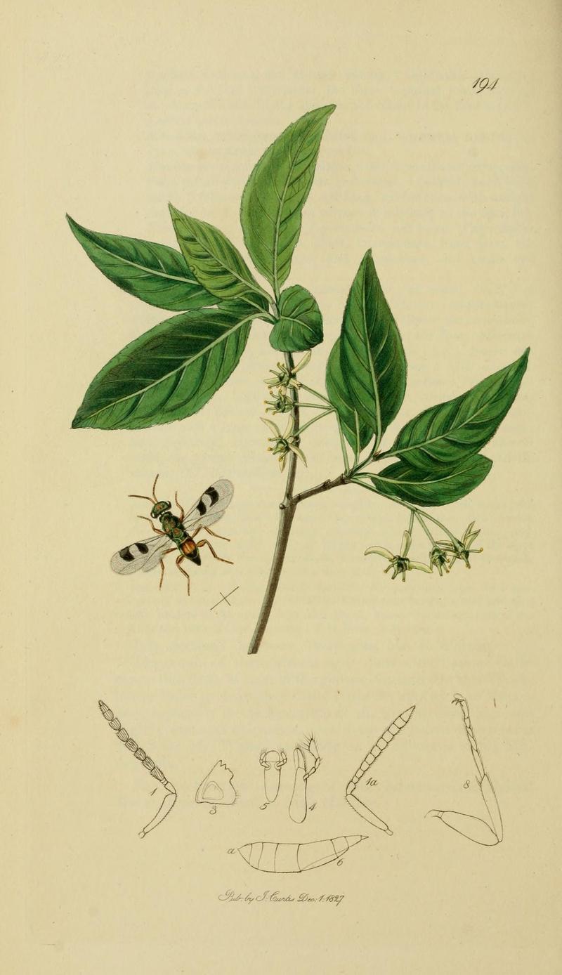 British entomology (Plate, "194") (8044282934)