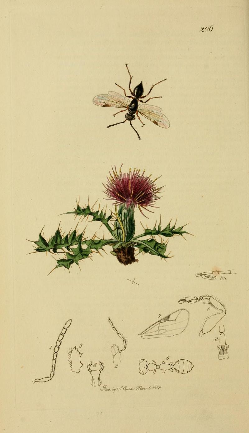 British entomology (Plate, "206") (8044275218)