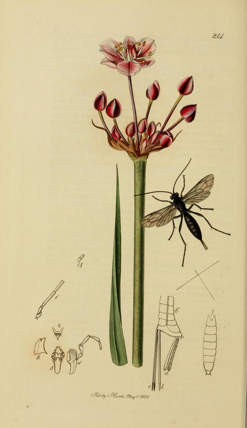 British entomology (Plate, "214") (8044246935)