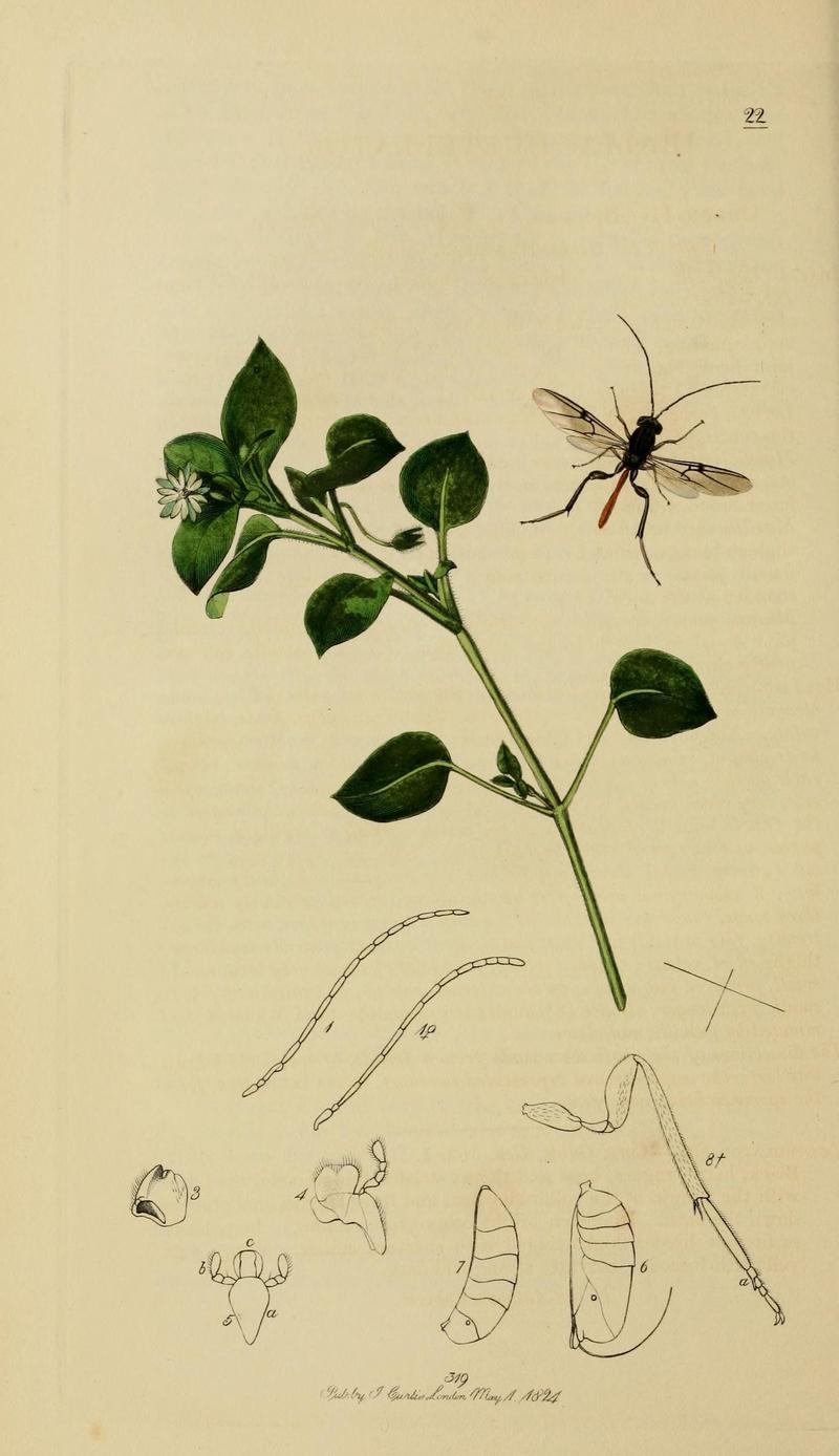 British entomology (Plate, "22") (8044260383)