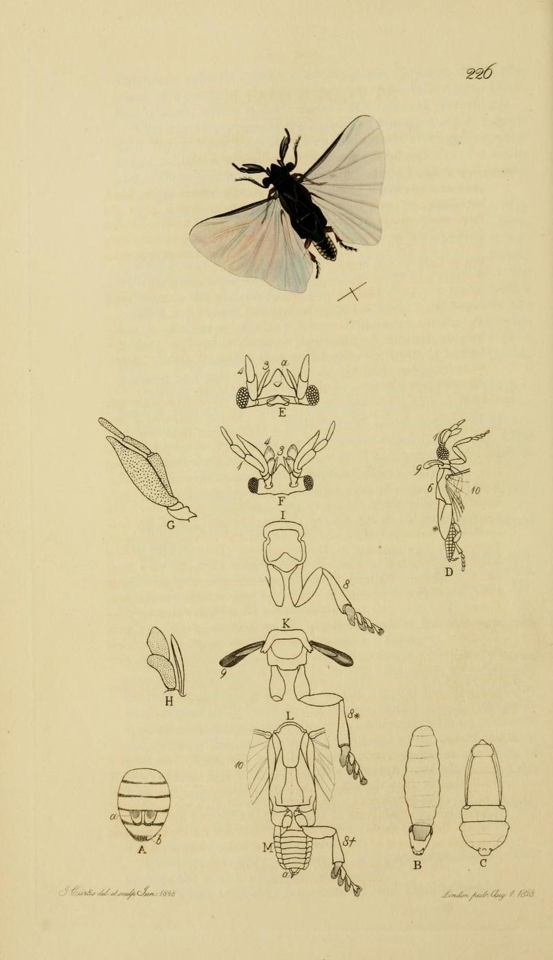 British entomology (Plate, "226") (8044233158)