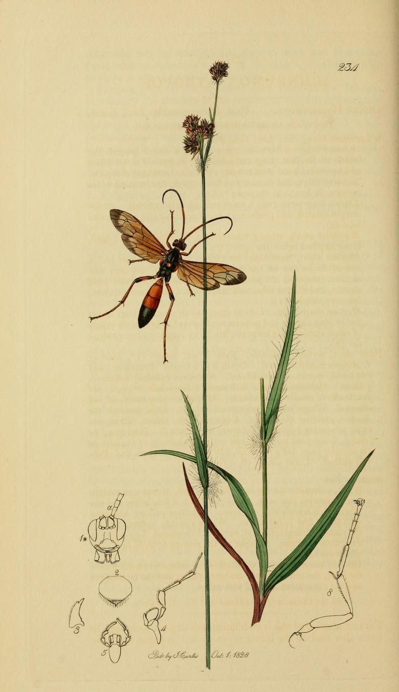 British entomology (Plate, "234") (8044252748)