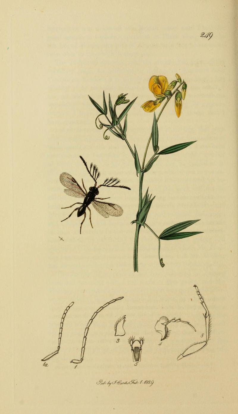 British entomology (Plate, "249") (8044277030)
