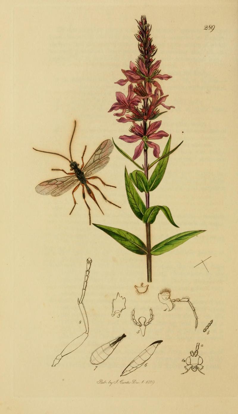 British entomology (Plate, "289") (8044269962)