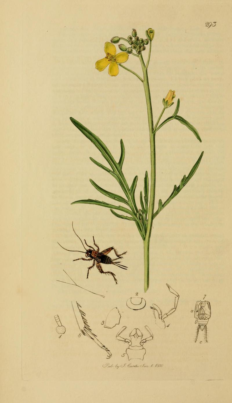 British entomology (Plate, "293") (8044230710)