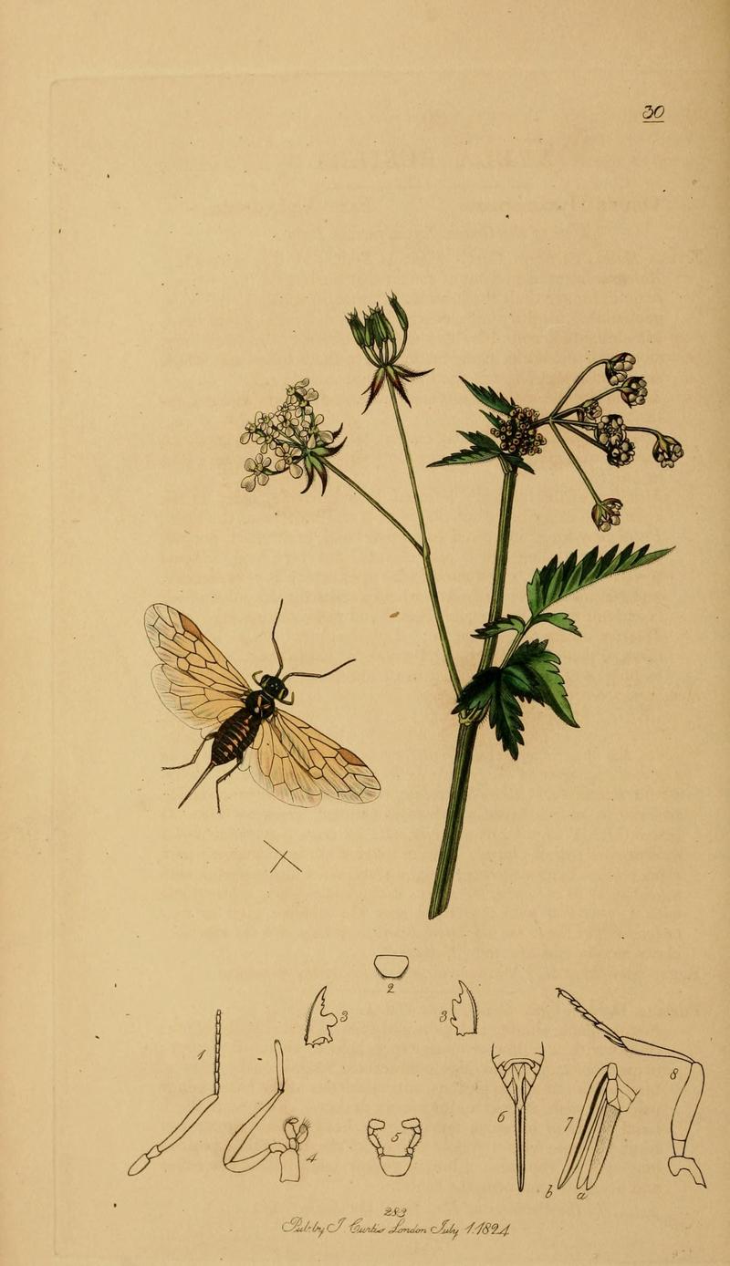 British entomology (Plate, "30") (8044235151)