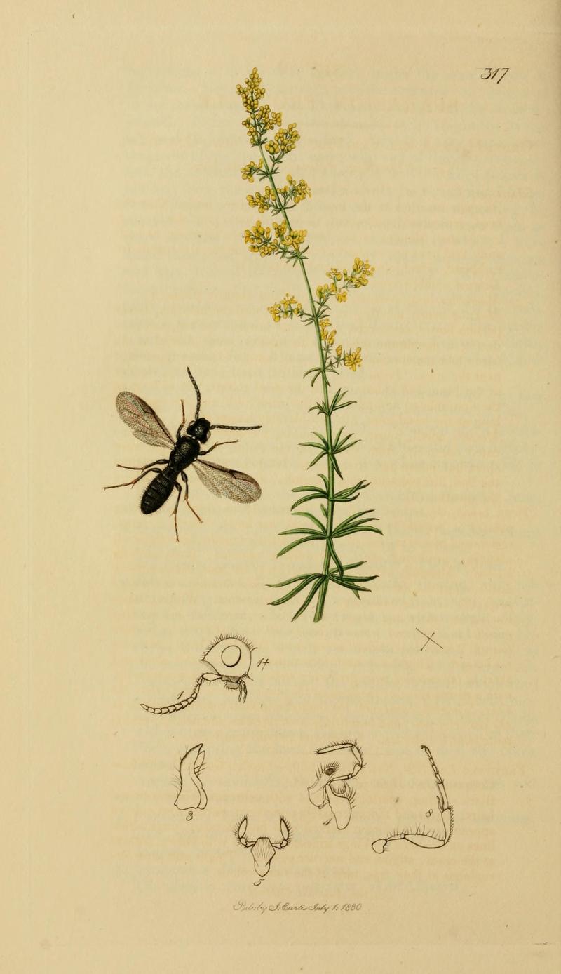 British entomology (Plate, "317") (8044265697)