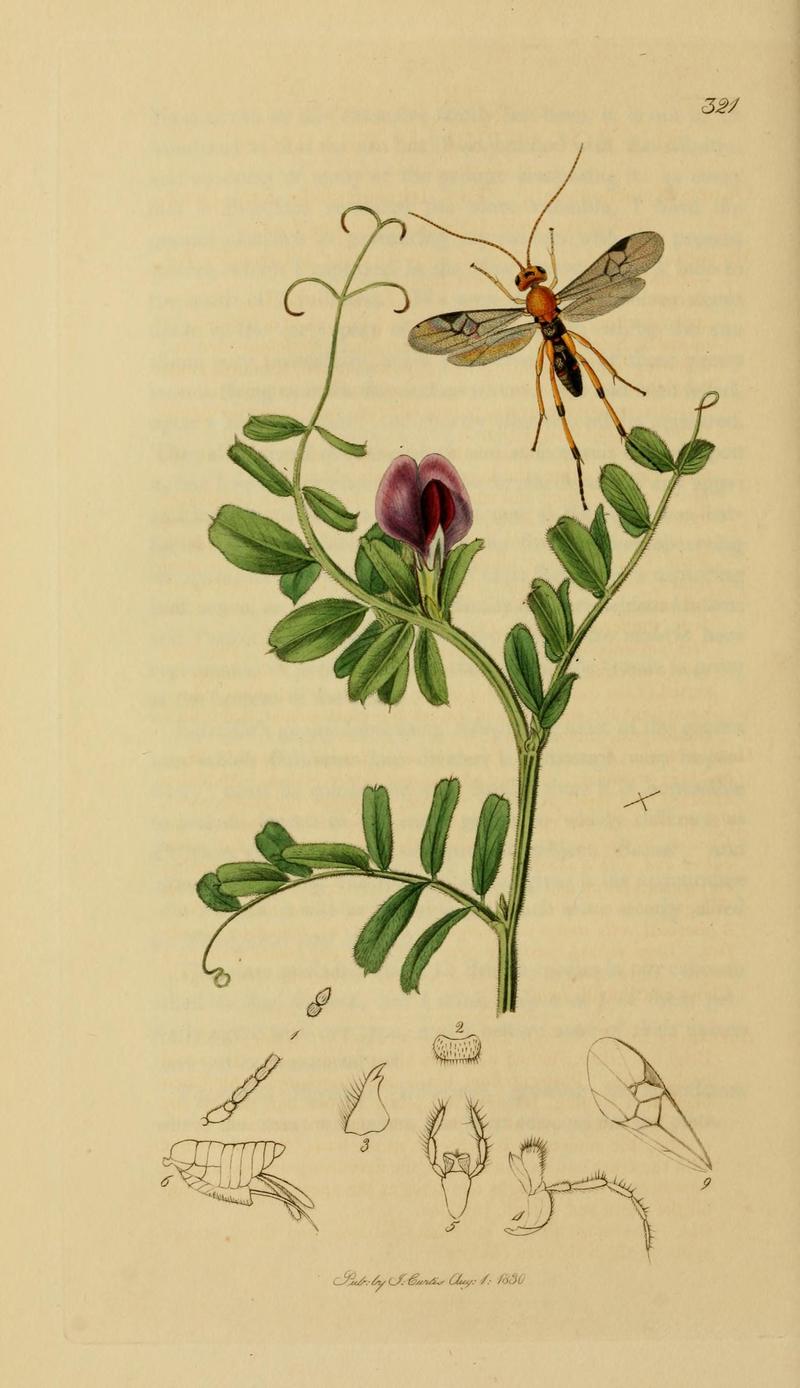 British entomology (Plate, "321") (8044265236)