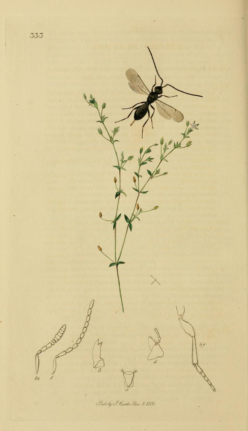 British entomology (Plate, "333") (8044266933)
