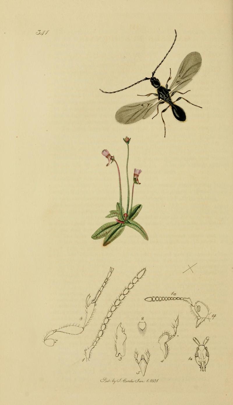 British entomology (Plate, "341") (8044261527)