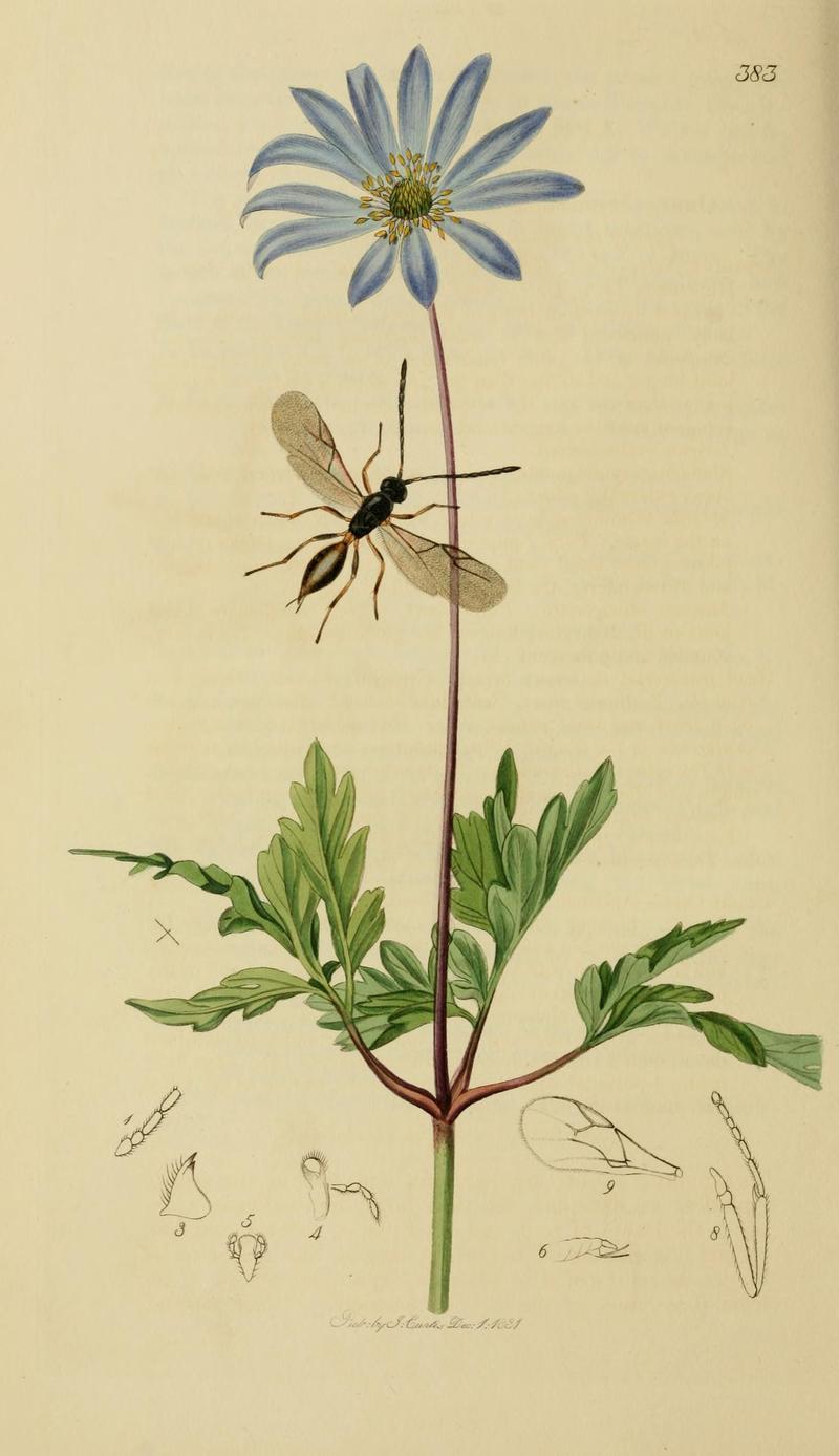 British entomology (Plate, "383") (8044270678)