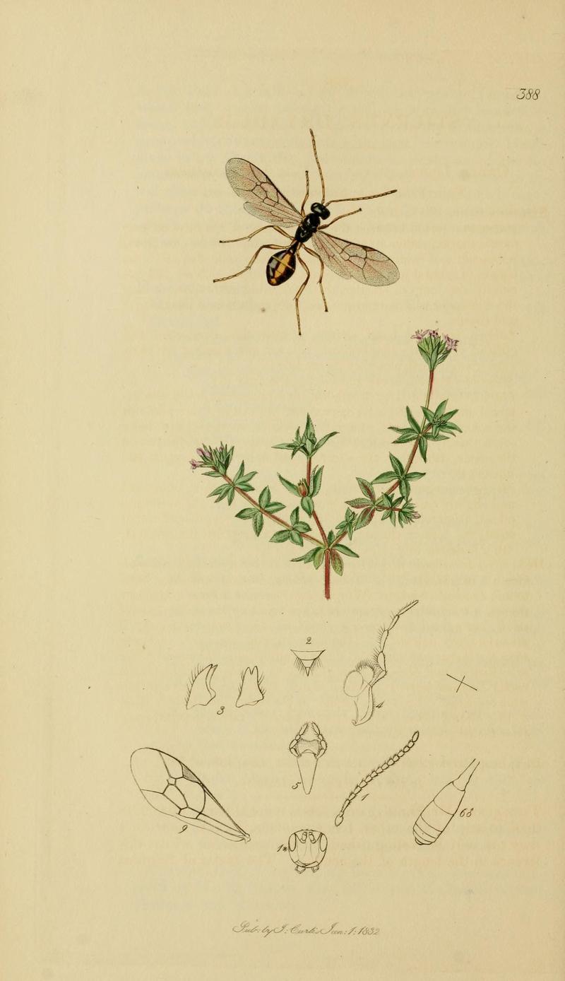 British entomology (Plate, "388") (8044250154)