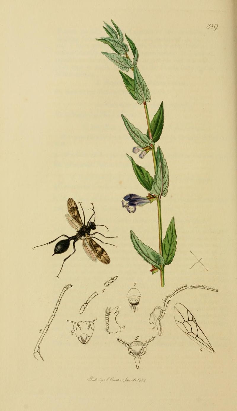 British entomology (Plate, "389") (8044254590)