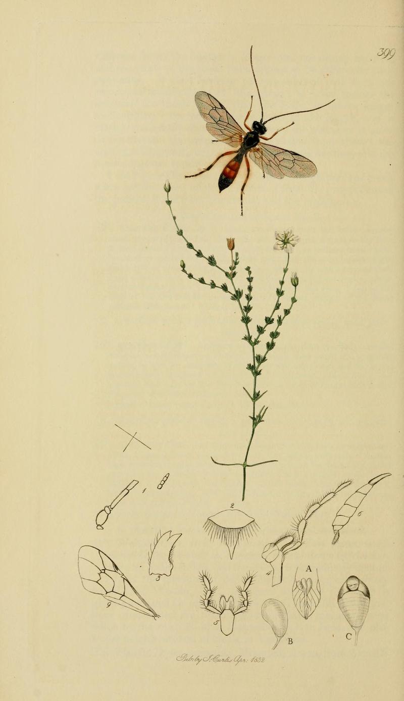 British entomology (Plate, "399") (8044240825)
