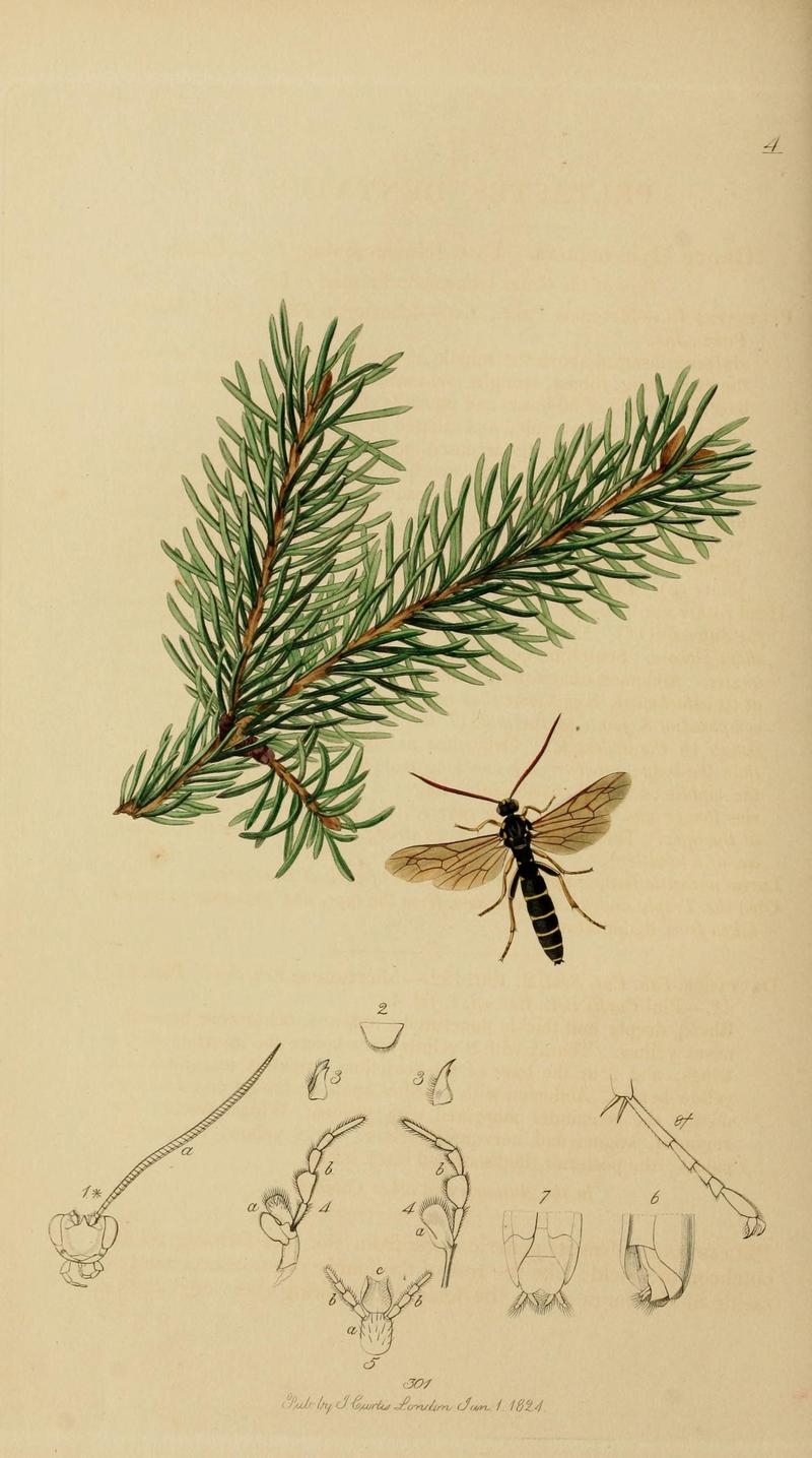 British entomology (Plate, "4") (8044258448)