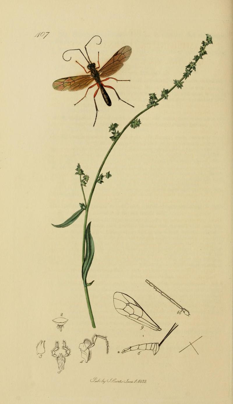 British entomology (Plate, "407") (8044257120)