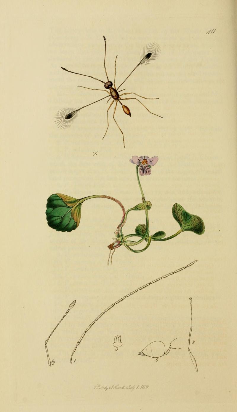 British entomology (Plate, "411") (8044268849)