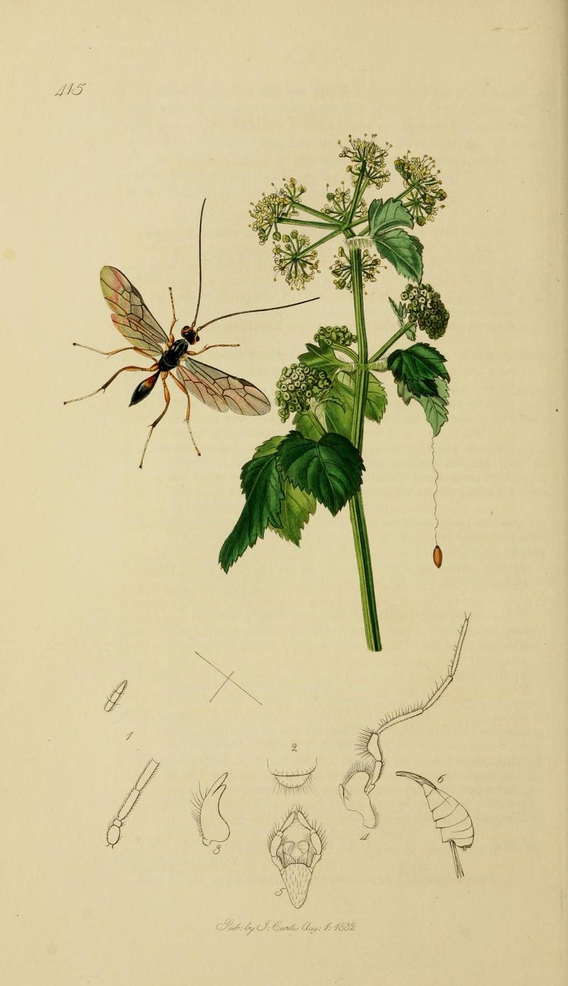 British entomology (Plate, "415") (8044256057)