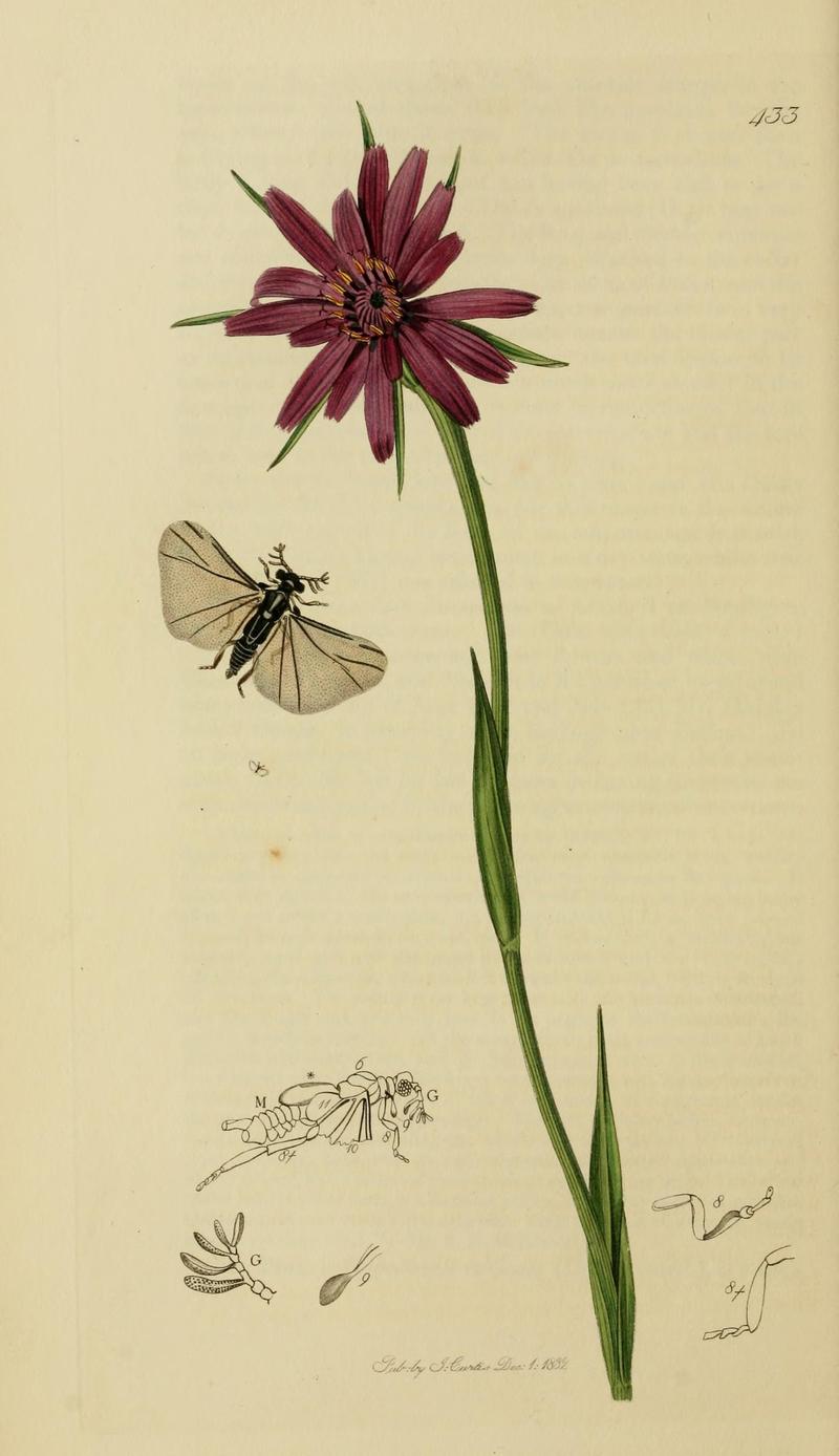British entomology (Plate, "433") (8044234278)