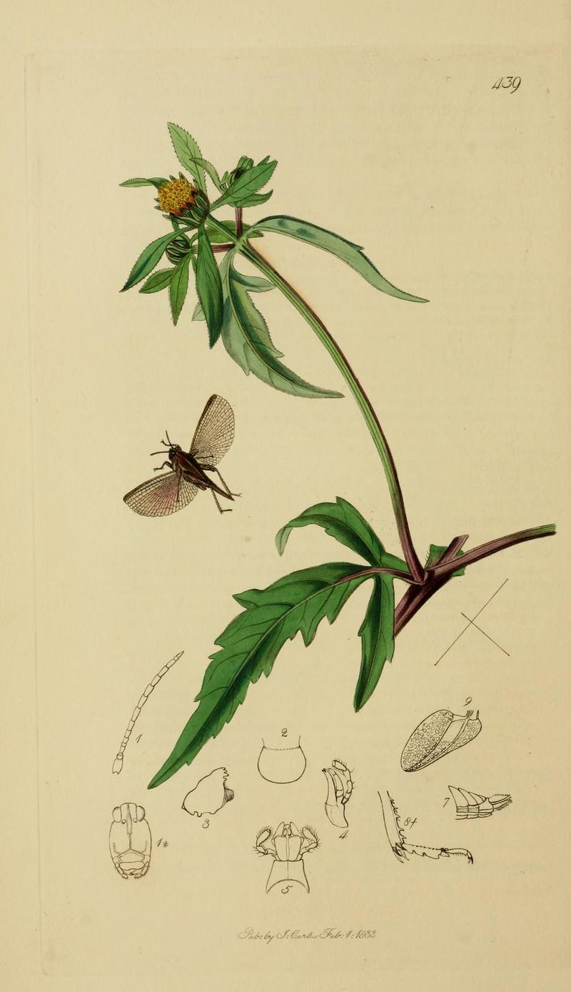 British entomology (Plate, "439") (8044222085)