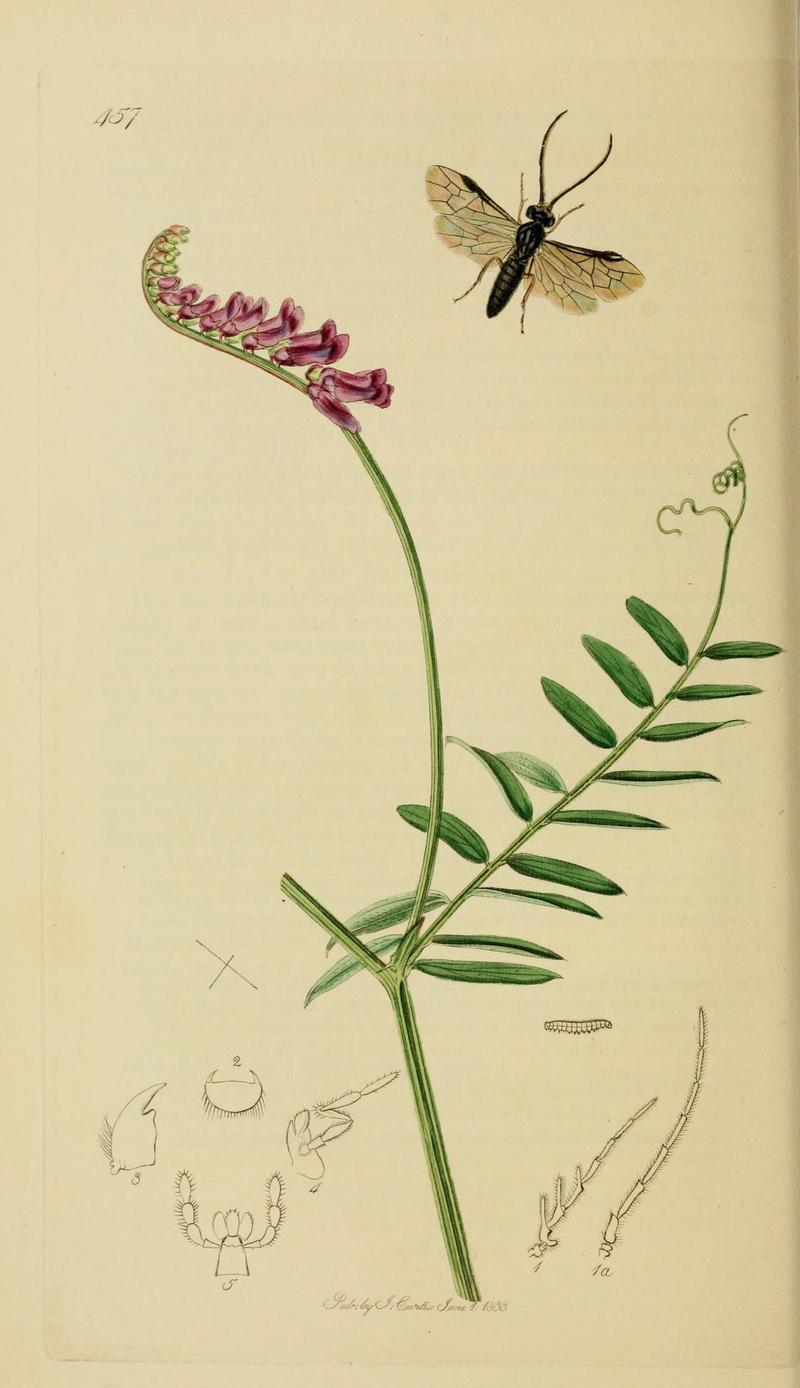 British entomology (Plate, "457") (8044232979)