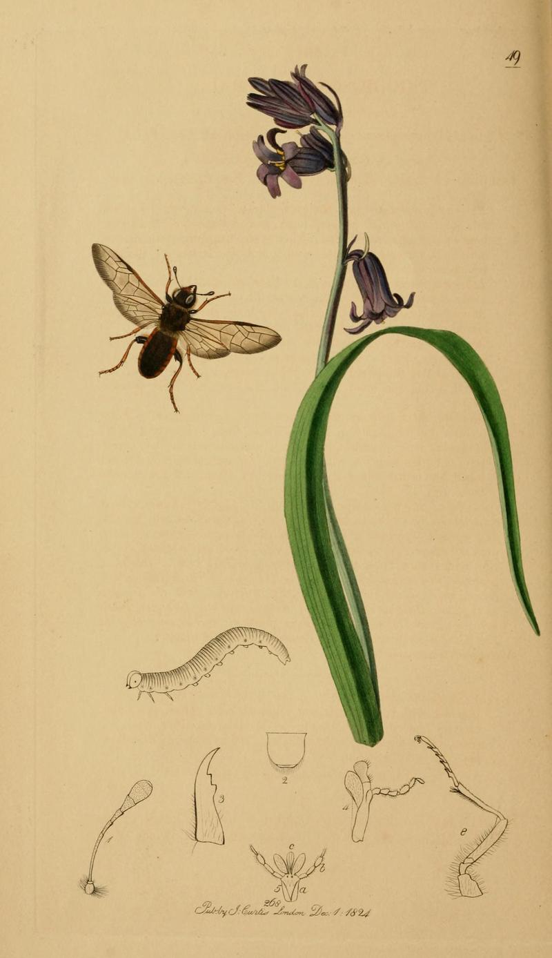 British entomology (Plate, "49") (8044225061)