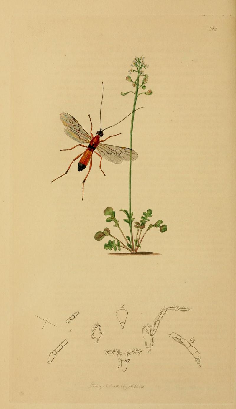 British entomology (Plate, "512") (8044257185)