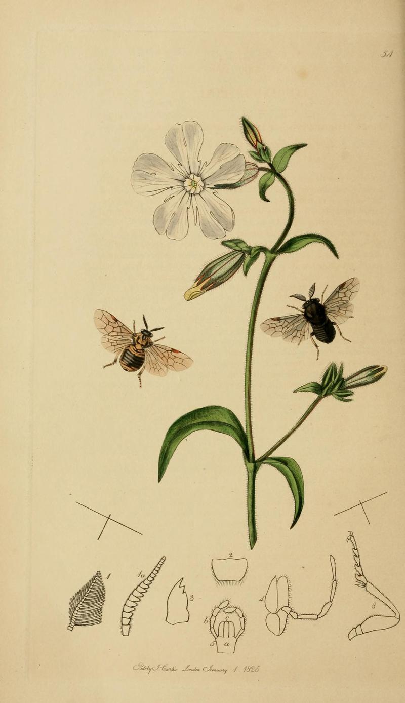 British entomology (Plate, "54") (8044227615)